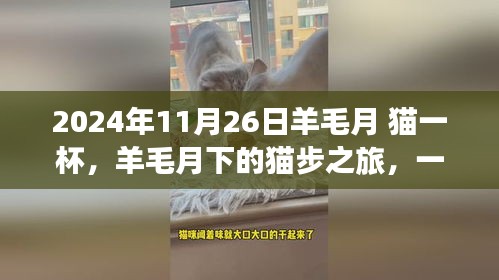 羊毛月下貓步之旅，尋找內(nèi)心平靜的奇妙探險(xiǎn)之旅