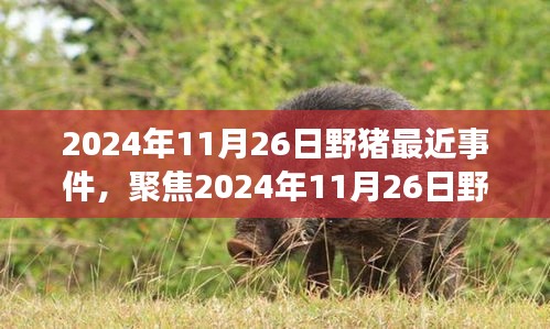 2024年11月26日野豬事件回顧與深度解析，聚焦事件真相與影響