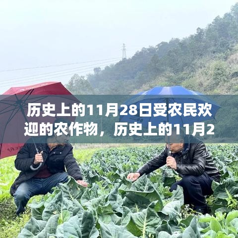 歷史上的11月28日，農(nóng)民心中的農(nóng)作物之旅，尋找寧靜與笑聲的旅程