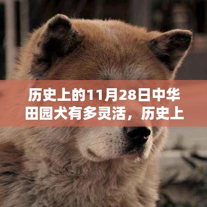 歷史上的11月28日，中華田園犬與智能科技的靈活碰撞開啟新紀元！