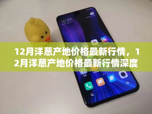 12月洋蔥產地價格最新行情深度解析與評測