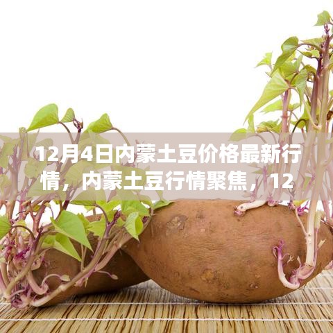 12月4日內(nèi)蒙古土豆最新行情與市場(chǎng)影響概覽