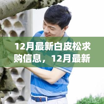最新白皮松求購(gòu)信息及市場(chǎng)趨勢(shì)解析與選購(gòu)策略指南