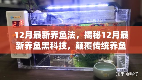 揭秘，最新養(yǎng)魚黑科技，顛覆傳統(tǒng)養(yǎng)魚體驗(yàn)——12月最新養(yǎng)魚法解析！