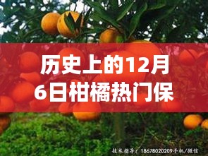 歷史上的12月6日柑橘保果技術(shù)探尋之旅，自然美景與內(nèi)心平靜的交融力量