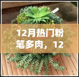 12月多肉熱潮，與綠色共度溫馨時(shí)光