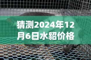 水貂價(jià)格預(yù)測(cè)之旅，溫馨小故事揭秘2024年最新行情猜想