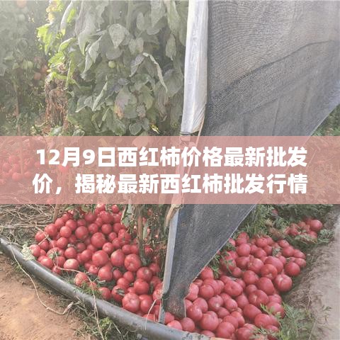 揭秘西紅柿最新批發(fā)行情，12月9日價(jià)格走勢及影響因素深度解析