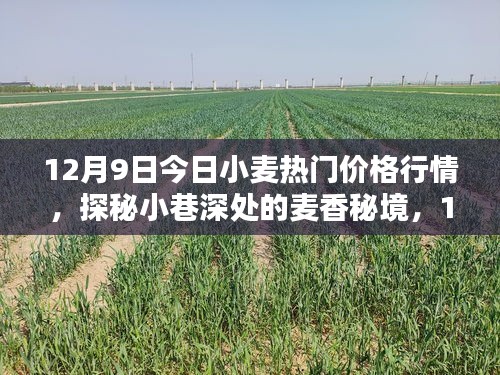 獨家揭秘，揭秘小麥行情，探尋小巷深處的麥香秘境（12月9日最新小麥價格行情）