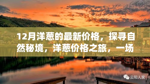 探尋自然秘境，洋蔥盛宴與最新價格揭秘