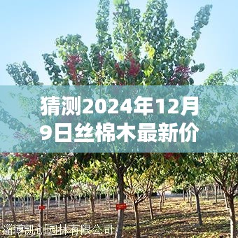 揭秘，2024年絲棉木行情預(yù)測(cè)——深度解析絲棉木最新價(jià)格動(dòng)態(tài)與行情展望（針對(duì)12公分絲棉木）