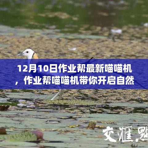作業(yè)幫喵喵機(jī)帶你開啟自然秘境之旅，最新產(chǎn)品帶你尋找內(nèi)心的平和與寧靜（12月10日）