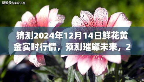 2024年12月14日鮮花黃金行情展望，預(yù)測璀璨未來