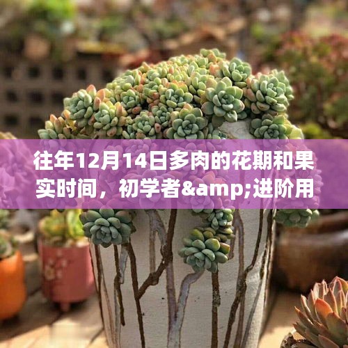 多肉植物花期與果實時間季節(jié)性指導(dǎo)，以12月14日為中心，適用于初學(xué)者與進階用戶掌握的季節(jié)性指南