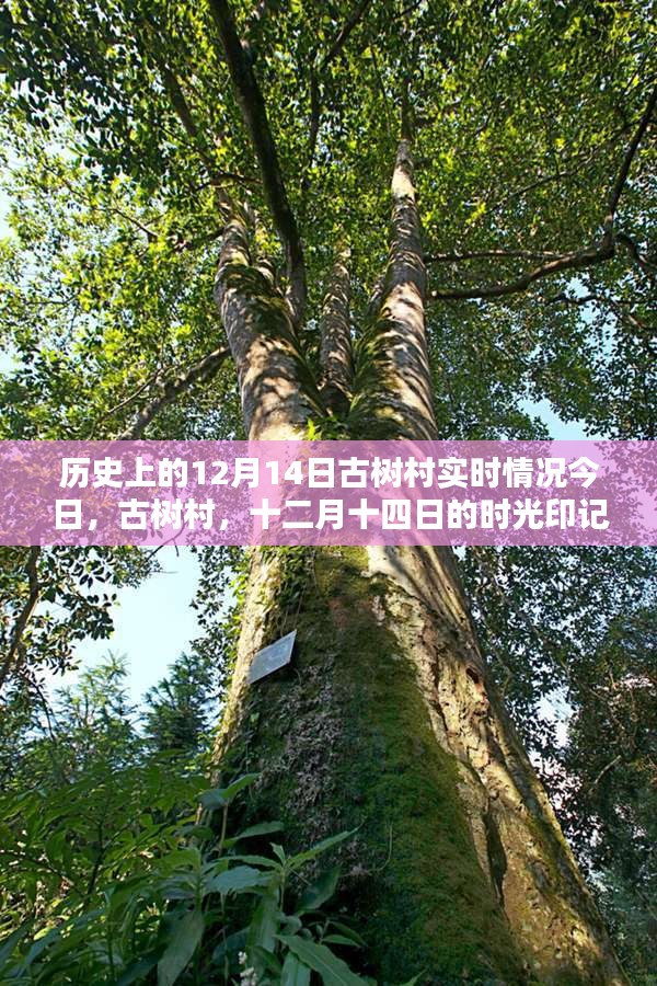 古樹村時光印記，十二月十四日的歷史實錄