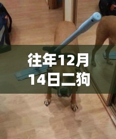歷年12月14日二狗行情深度解析，背景、事件與影響概覽