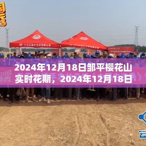 鄒平櫻花山實(shí)時(shí)花期報(bào)道，櫻花盛開(kāi)于2024年12月18日