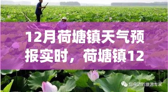 荷塘鎮(zhèn)十二月天氣預(yù)報實(shí)時更新，溫情氣象背后的暖心故事