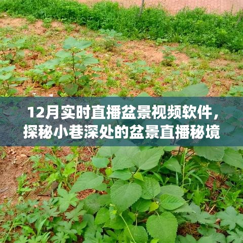 探秘盆景秘境，十二月實時直播小巷深處的自然邂逅