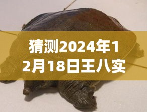 關(guān)于王八實(shí)時(shí)號(hào)的未來預(yù)測(cè)與深意探尋，一場(chǎng)關(guān)于未來的解讀與猜測(cè)，2024年12月18日展望