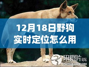 野狗導(dǎo)航，探索自然秘境的心靈之旅，實時定位開啟遠離塵囂之旅