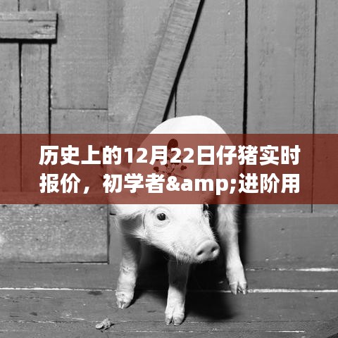 歷史上的12月22日仔豬實(shí)時報(bào)價(jià)，初學(xué)者與進(jìn)階用戶查詢指南