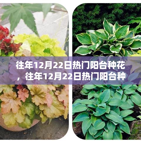 往年12月22日陽臺種花熱潮，全面評測、特性體驗、用戶群體深度剖析與對比分析