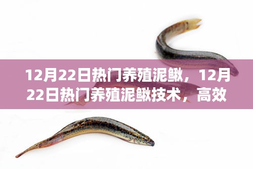 意氣風發(fā)