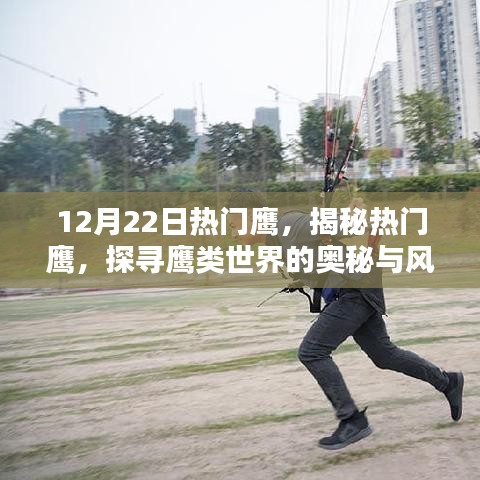 揭秘十二月二十二日熱門鷹，探尋鷹類世界的奧秘與風采