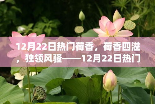 深度評(píng)測(cè)，荷香四溢，獨(dú)領(lǐng)風(fēng)騷——12月22日熱門荷香產(chǎn)品大解密