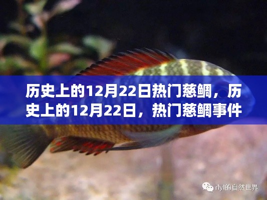 歷史上的12月22日，慈鯛事件的多維解讀與熱門事件回顧