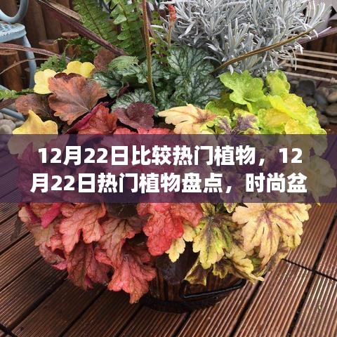 12月22日熱門植物大盤點(diǎn)，時(shí)尚盆栽與節(jié)日花卉選購(gòu)指南
