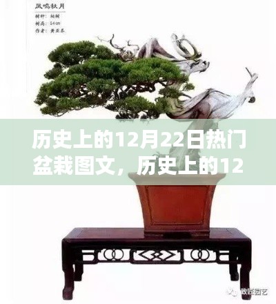 歷史上的盆栽盛景，12月22日的盆栽圖文回顧