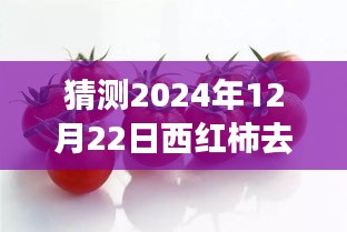 西紅柿的逆襲之路，從皮到心，共同蛻變的旅程（預(yù)測熱門話題，日期，2024年12月22日）