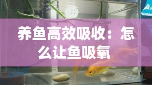 養(yǎng)魚高效吸收：怎么讓魚吸氧 