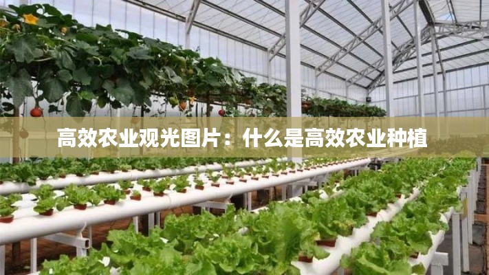 高效農(nóng)業(yè)觀光圖片：什么是高效農(nóng)業(yè)種植 