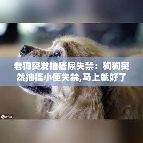 老狗突發(fā)抽搐尿失禁：狗狗突然抽搐小便失禁,馬上就好了,很能吃 