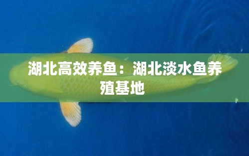 湖北高效養(yǎng)魚：湖北淡水魚養(yǎng)殖基地 