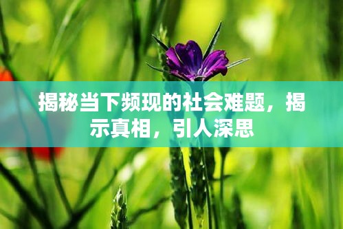 揭秘當(dāng)下頻現(xiàn)的社會難題，揭示真相，引人深思