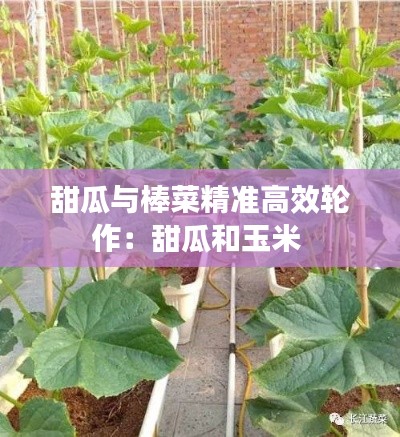 甜瓜與棒菜精準(zhǔn)高效輪作：甜瓜和玉米 