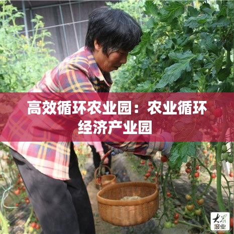 高效循環(huán)農(nóng)業(yè)園：農(nóng)業(yè)循環(huán)經(jīng)濟(jì)產(chǎn)業(yè)園 