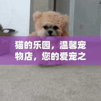 貓的樂園，溫馨寵物店，您的愛寵之家