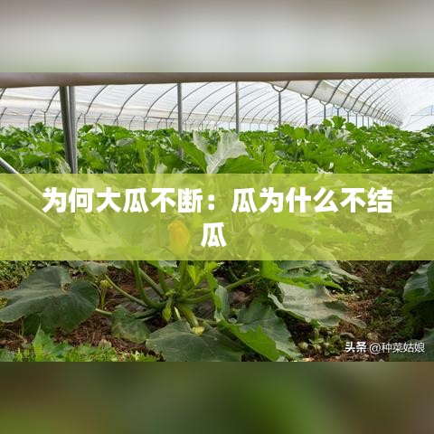 為何大瓜不斷：瓜為什么不結(jié)瓜 