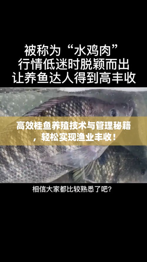 高效桂魚養(yǎng)殖技術(shù)與管理秘籍，輕松實(shí)現(xiàn)漁業(yè)豐收！