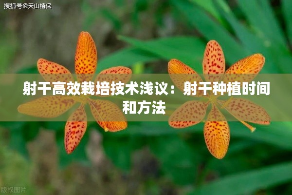 射干高效栽培技術(shù)淺議：射干種植時間和方法 