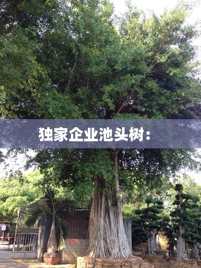 獨(dú)家企業(yè)池頭樹(shù)： 