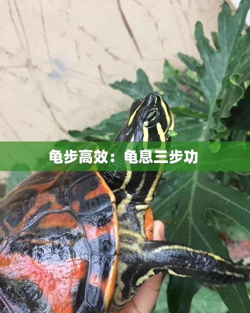 龜步高效：龜息三步功 