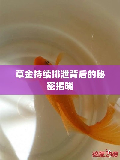草金持續(xù)排泄背后的秘密揭曉