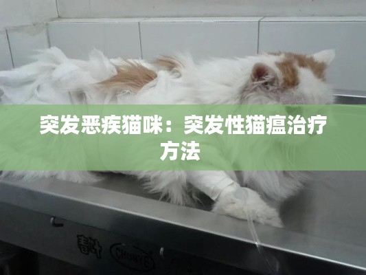 突發(fā)惡疾貓咪：突發(fā)性貓瘟治療方法 