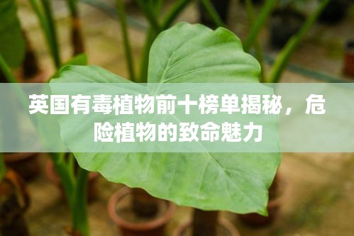 英國有毒植物前十榜單揭秘，危險植物的致命魅力